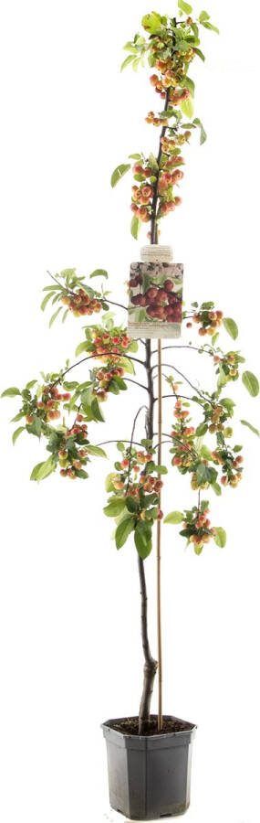 Fruithof Rode sierappel Malus red sentinel laagstam fruitboom appelboom ca. 160cm hoog