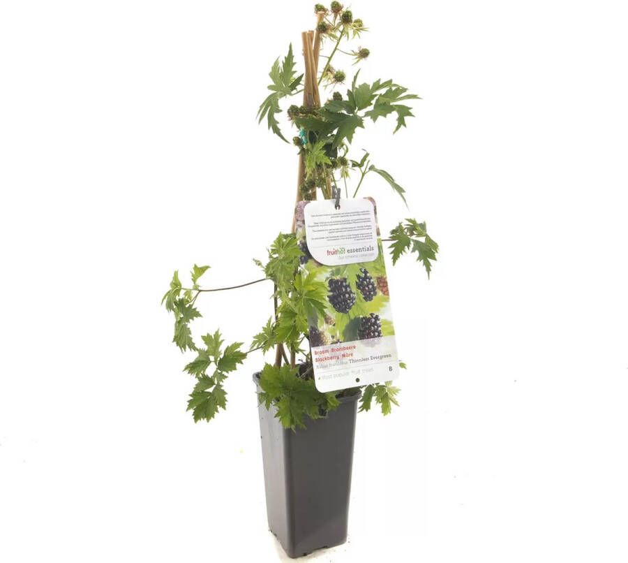 Bramenstruik bramenplant Rubus fruticosus Thornless Evergreen doornloze braam kleinfruit bramenstruik eigen fruit kweken Ø 11 cm