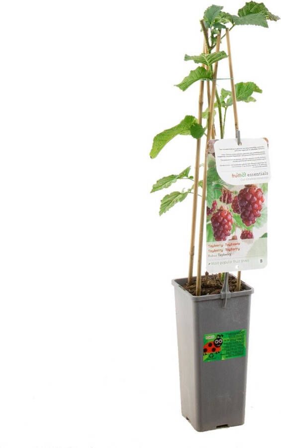 Fruithof Frambraam Rubus Tayberry Kruising tussen braam framboos en loganbes bramenstruik eigen fruit kweken