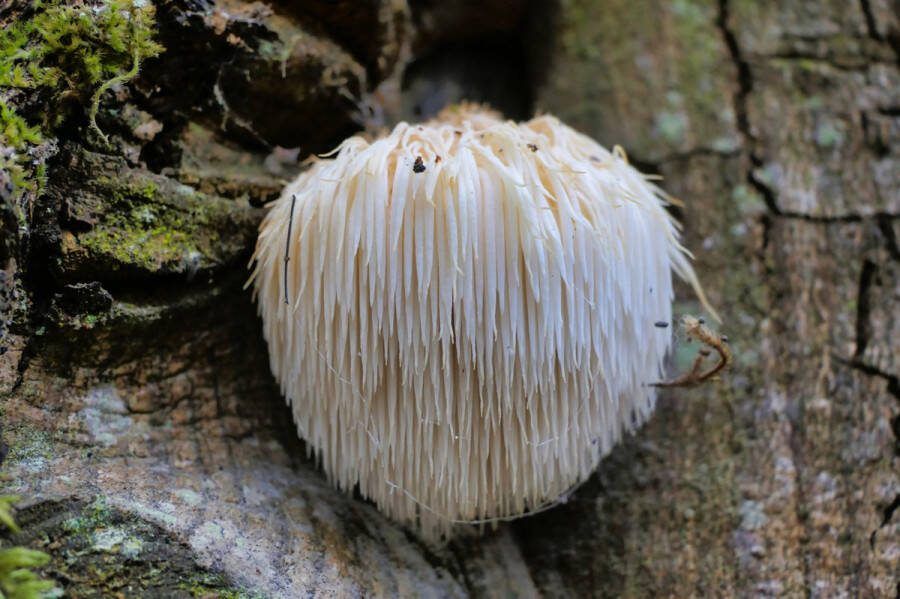 Fryslan Fungies 50 pluggen voor pruikzwam Lion's mane Deuvels pluggen voor het kweken van paddenstoelen op boomstammen (Hericium erinaceus)