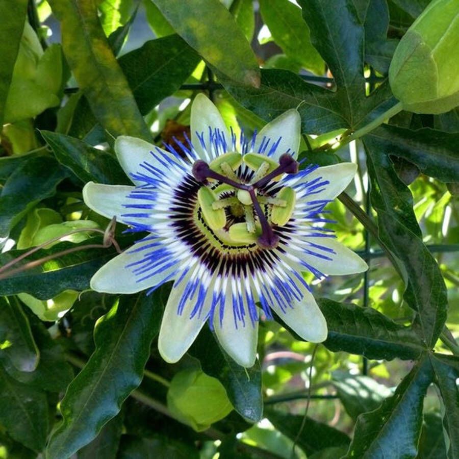 Garden select Passiflora Edulis 'Frederick' Blauw Wit 3 Planten Klimplant Passievrucht 9 cm. Pot Winterhard