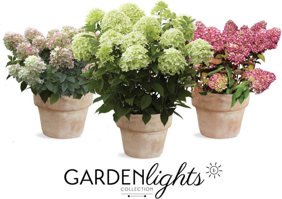 Gardenlights Hydrangea Collection Hydrangea pan. Gardenlights mix 3 kleuren Tuinplant 3 stuks