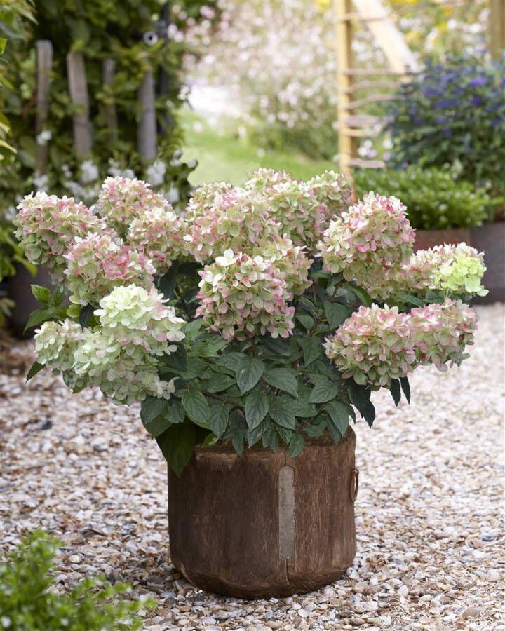 Gardenlights Hydrangea Collection Hydrangea pan. Gardenlights 'Pinklight' Tuinplant 3 stuks