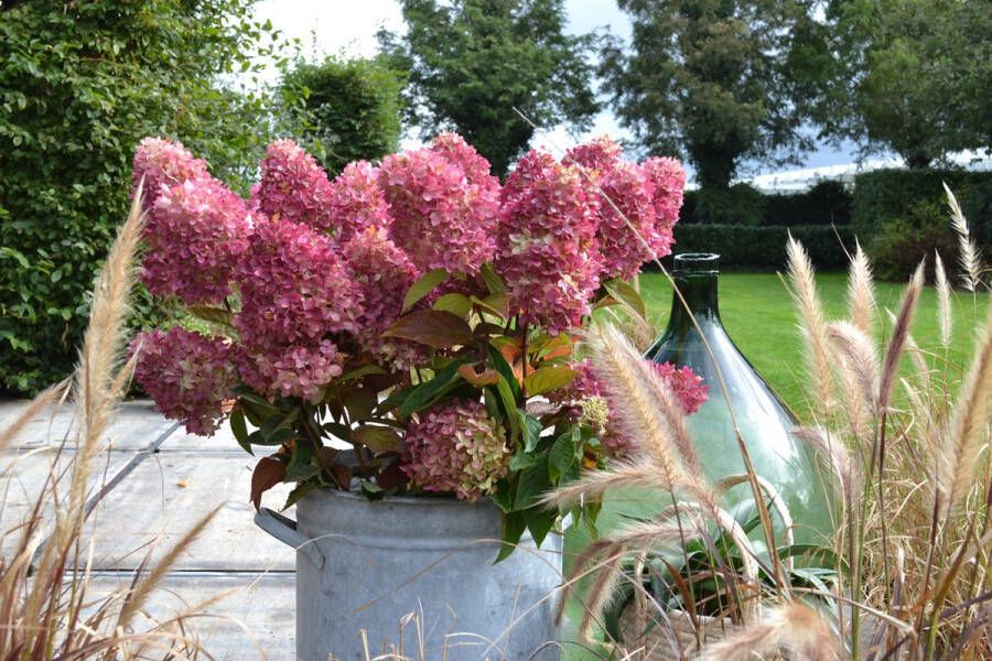 Gardenlights Hydrangea Collection Hydrangea pan. Gardenlights 'Redlight' Tuinplant 3 stuks