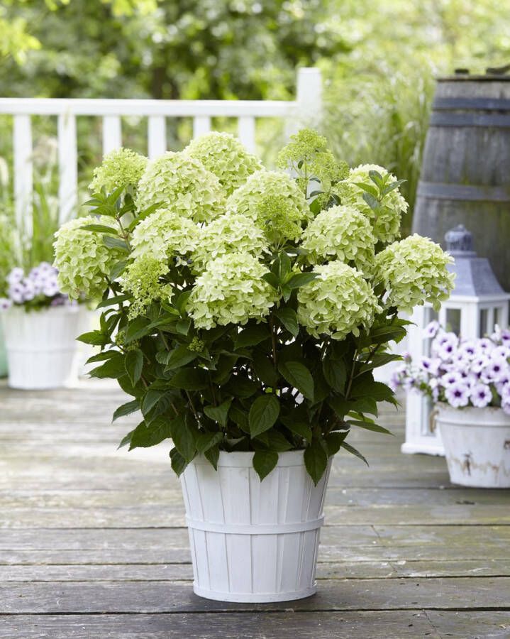 Gardenlights Hydrangea Collection Hydrangea pan. Gardenlights 'Whitelight' Tuinplant 3 stuks