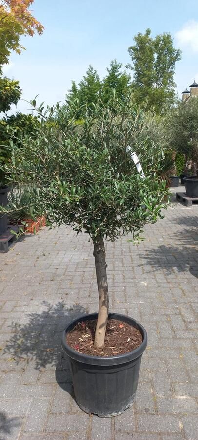Goedkopeolijfbomen.nl Oude Olijfboom olijfbomen Olea Europaea 130-150 cm oude olijfboom