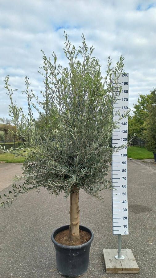 Goedkopeolijfbomen.nl Olijfboom 200 cm hoog Oude olijfboom Olea europea