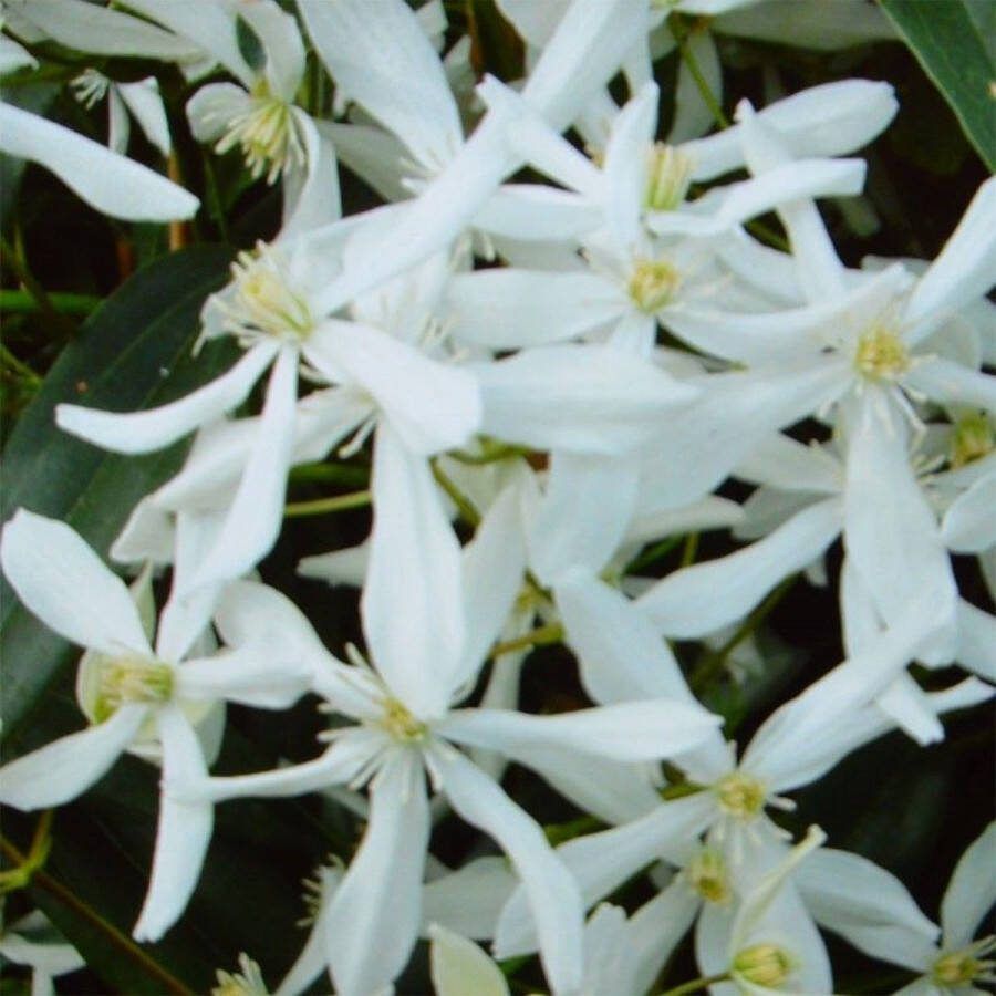 GP 4 x Wintergroene Clematis Snowdrift Wit Groenblijvende Bosrank Bloeiende Klimplant Clematis armandii 'Snowdrift' in C2(liter) pot met hoogte 50-60cm