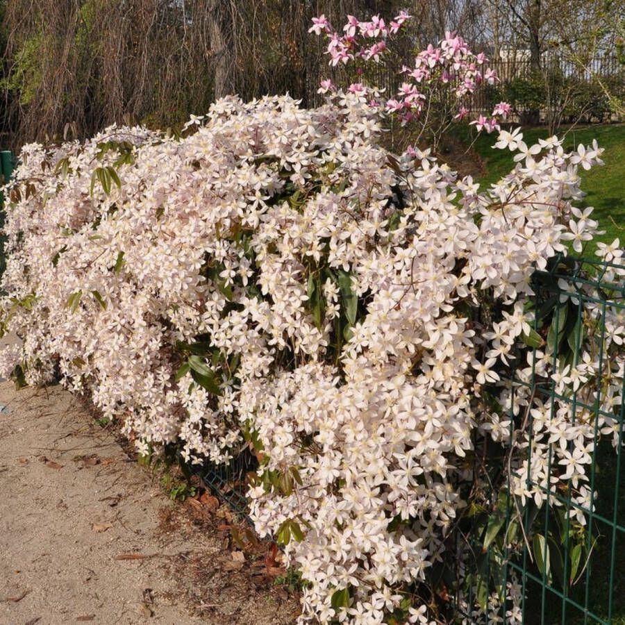 GP 8 x Wintergroene Clematis Apple Blossom Roze|Wit Groenblijvende Bosrank Bloeiende Klimplant Clematis armandii 'Apple Blossom' in C2(liter) pot met hoogte 50-60cm