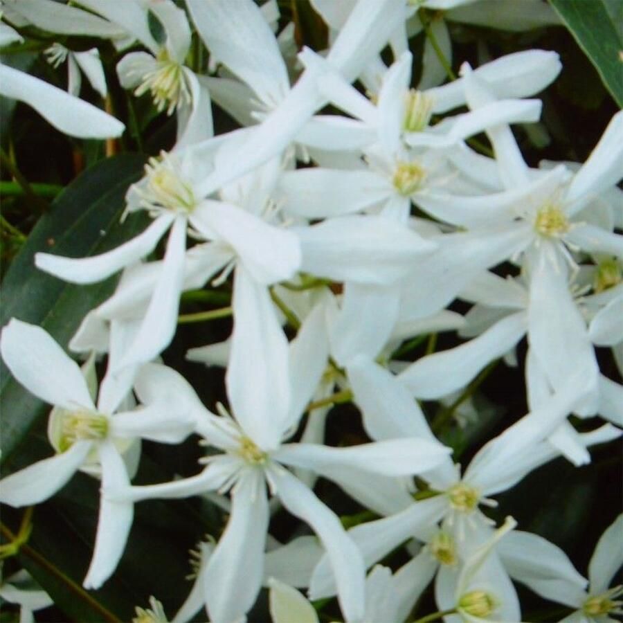 GP 8 x Wintergroene Clematis Snowdrift Wit Groenblijvende Bosrank Bloeiende Klimplant Clematis armandii 'Snowdrift' in C2(liter) pot met hoogte 50-60cm