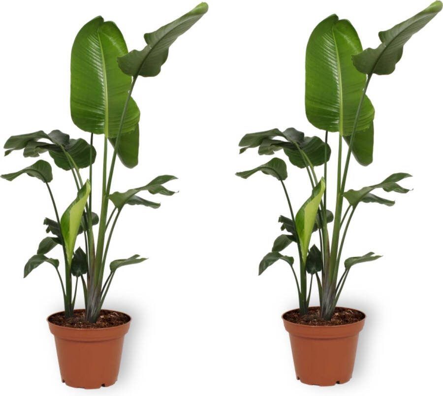 Green Bubble 2x Kamerplant Strelitzia Nicolai Paradijsvogelplant ± 170cm hoog 27cm diameter in kweekpot