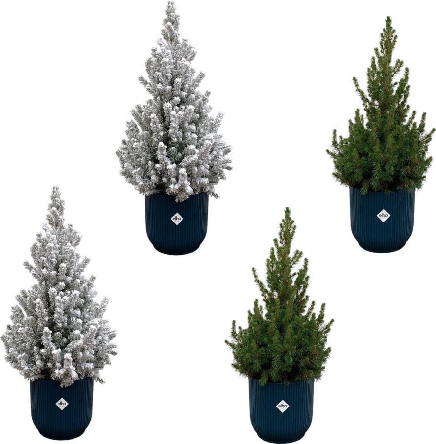 Green Bubble 2x Picea Glauca (kerstboom) + 2x Picea Glauca met sneeuw (kerstboom) inclusief 4x elho Vibes Fold Rond blauw Ø22 60cm