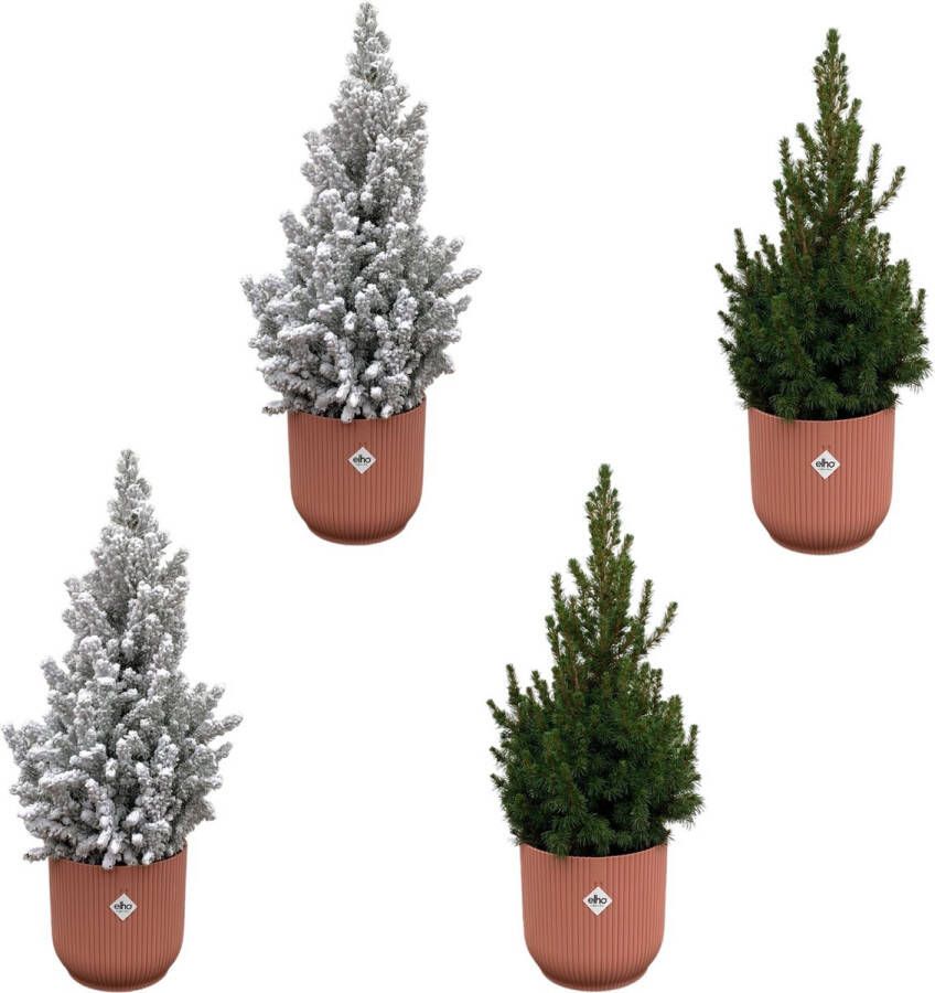 Green Bubble 2x Picea Glauca (kerstboom) + 2x Picea Glauca met sneeuw (kerstboom) inclusief 4x elho Vibes Fold Rond roze Ø22 60cm