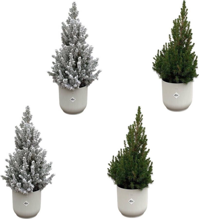 Green Bubble 2x Picea Glauca (kerstboom) + 2x Picea Glauca met sneeuw (kerstboom) inclusief 4x elho Vibes Fold Rond wit Ø22 60cm
