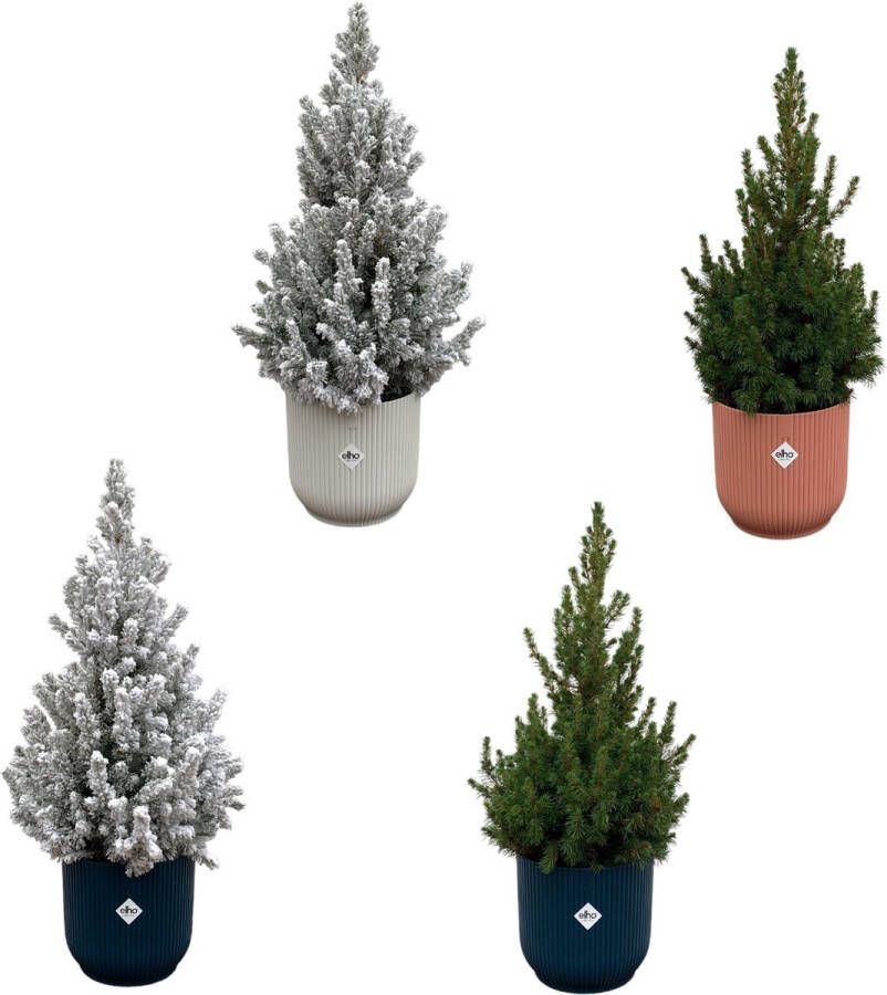 Green Bubble 2x Picea Glauca (kerstboom) + 2x Picea Glauca met sneeuw (kerstboom) inclusief 4x elho Vibes Fold Rond kleurenmix Ø22 60cm