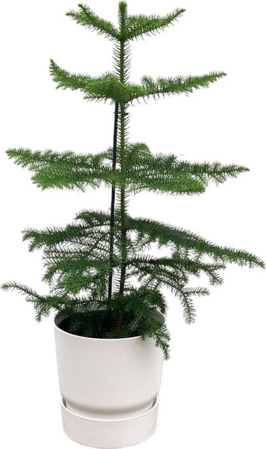 Green Bubble Araucaria (kamerden) inclusief elho Greenville Rond wit Ø18 60 cm