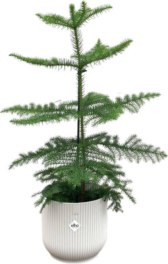 Green Bubble Araucaria (kamerden) inclusief elho Vibes Fold Round wit Ø18 60 cm