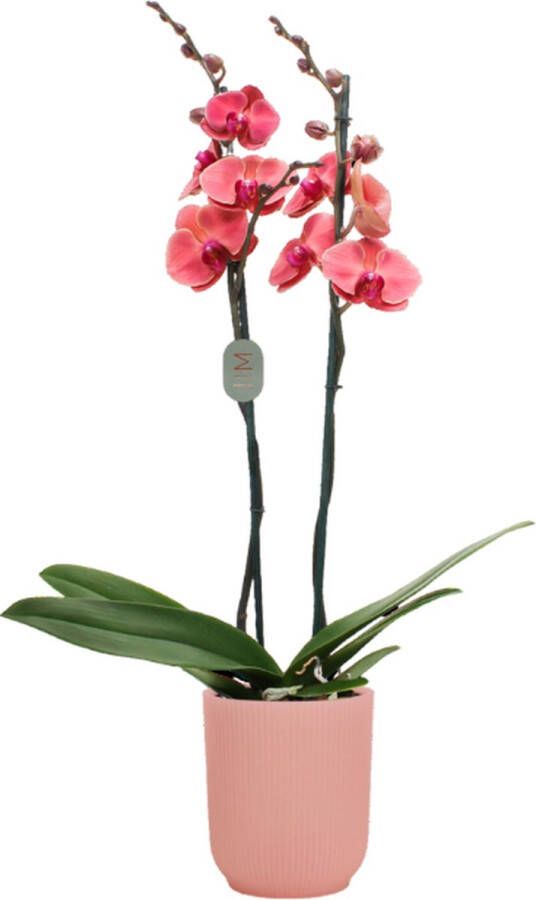 Green Bubble Asian Coral orchidee (2 tak Phalaenopsis) inclusief elho Vibes Orchid roze Ø12 5 50 cm