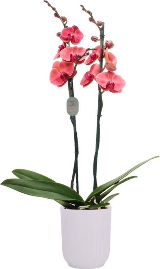 Green Bubble Asian Coral orchidee (2 tak Phalaenopsis) inclusief elho Vibes Orchid transparant Ø12 5 50 cm