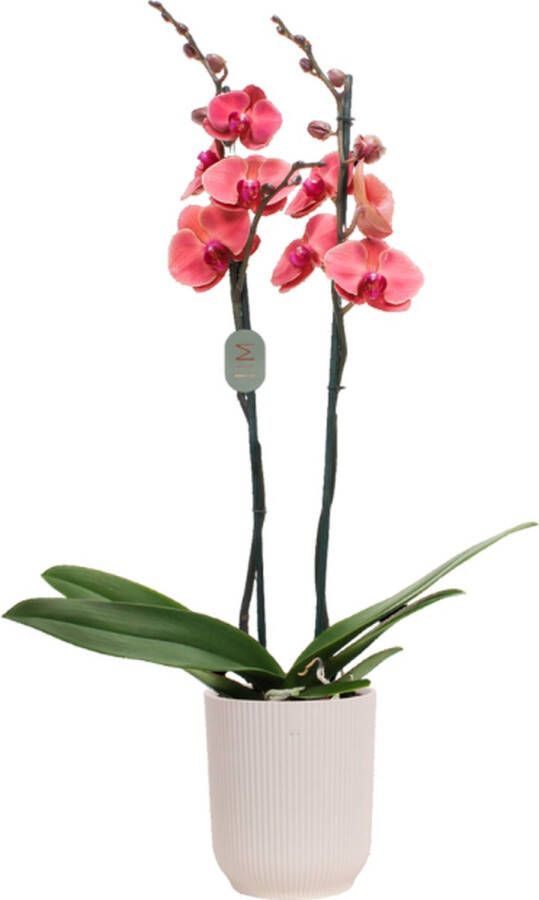 Green Bubble Asian Coral orchidee (2 tak Phalaenopsis) inclusief elho Vibes Orchid wit Ø12 5 50 cm