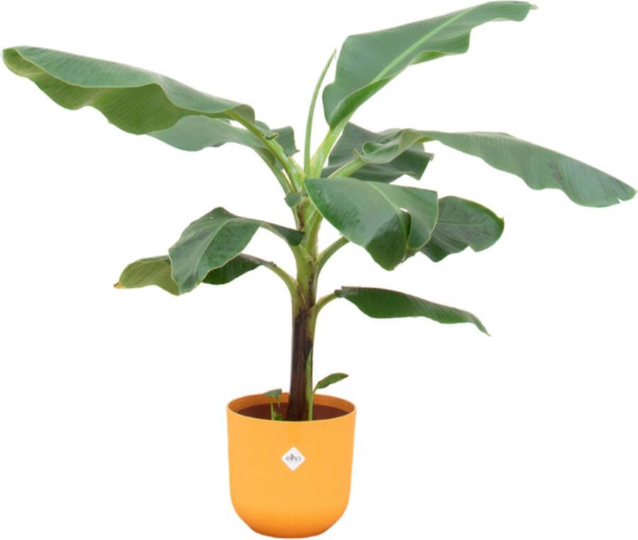 Green Bubble Bananenplant (Musa) inclusief elho Jazz round Amber yellow Ø23 100 cm