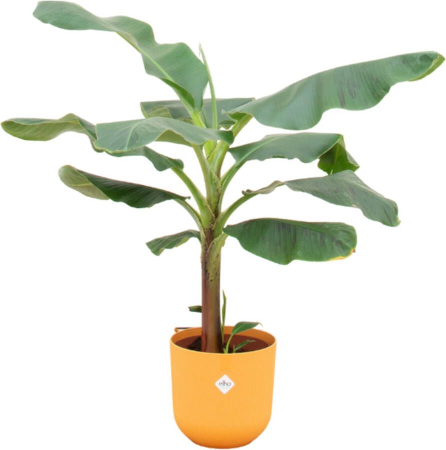 Green Bubble Bananenplant (Musa) inclusief elho Jazz round Amber yellow Ø23 120 cm