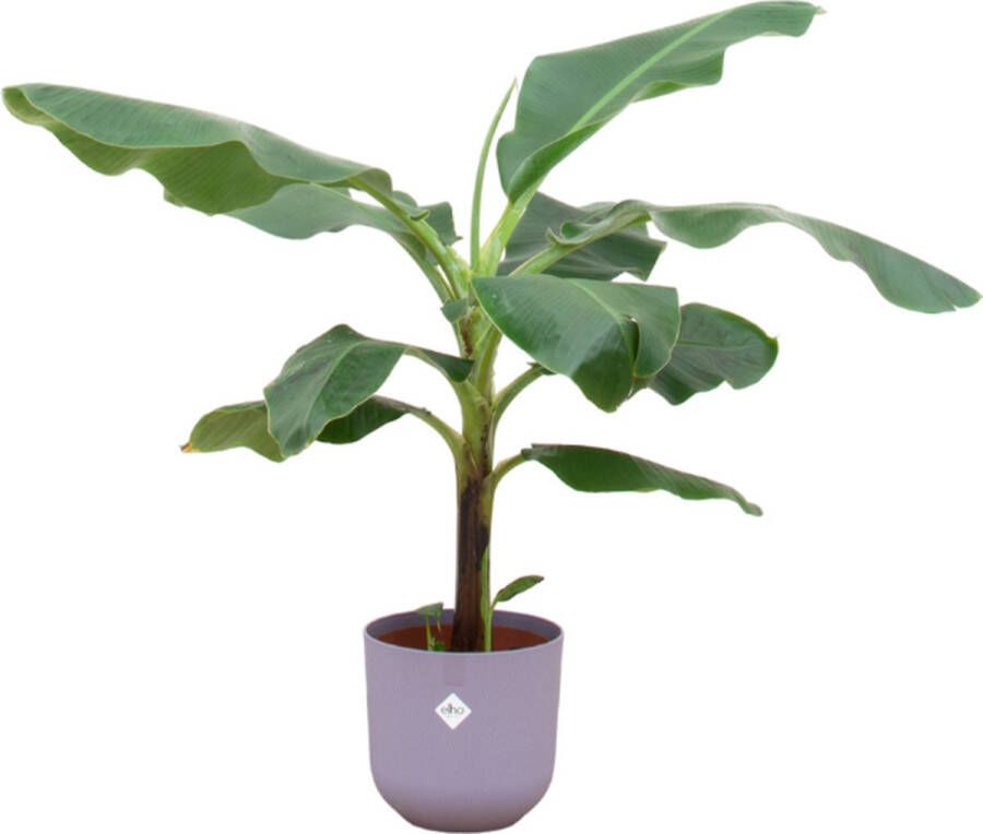 Green Bubble Bananenplant (Musa) inclusief elho Jazz round Lavender Lilac Ø23 100 cm