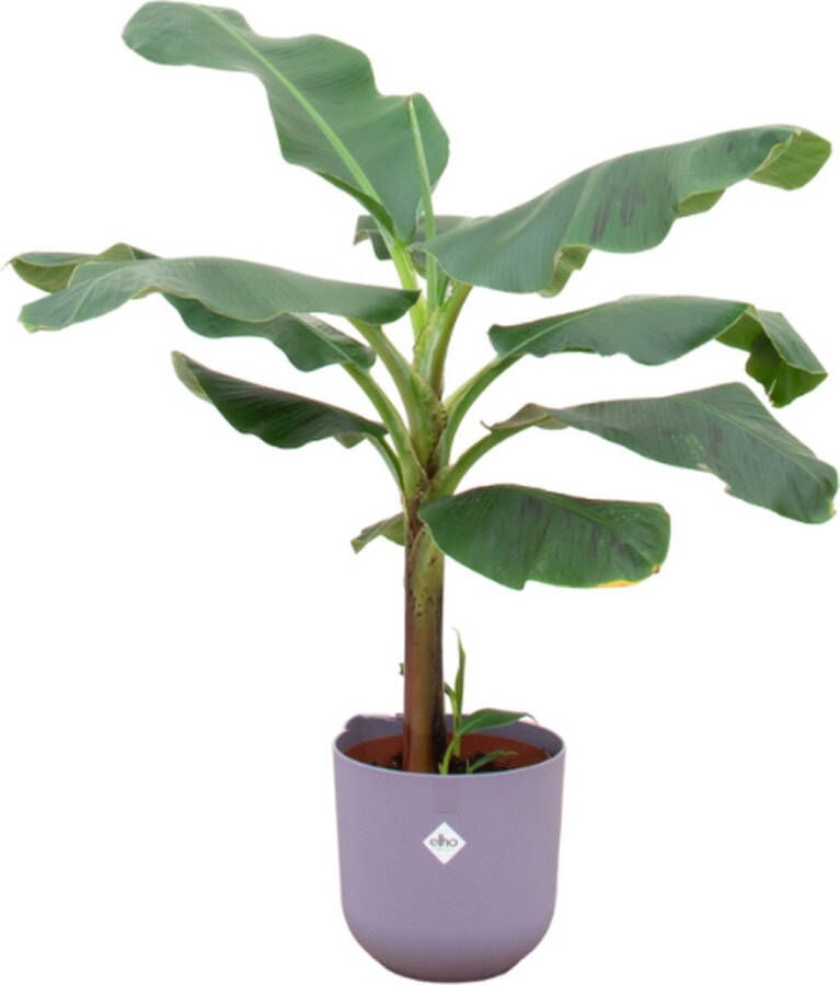 Green Bubble Bananenplant (Musa) inclusief elho Jazz round Lavender Lilac Ø23 120 cm