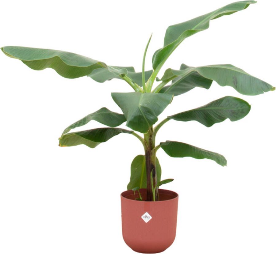 Green Bubble Bananenplant (Musa) inclusief elho Jazz round Tuscan red Ø23 100 cm