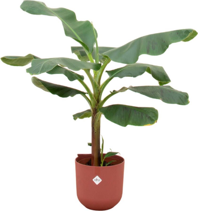 Green Bubble Bananenplant (Musa) inclusief elho Jazz round Tuscan red Ø23 120 cm