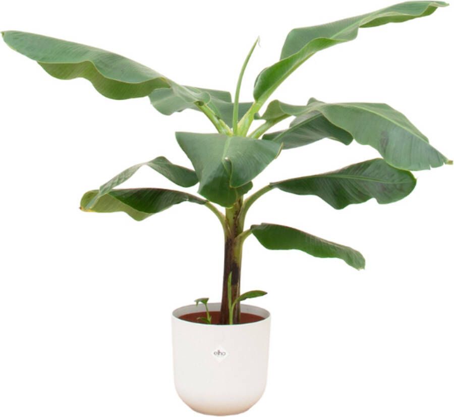 Green Bubble Bananenplant (Musa) inclusief elho Jazz round wit Ø23 100 cm