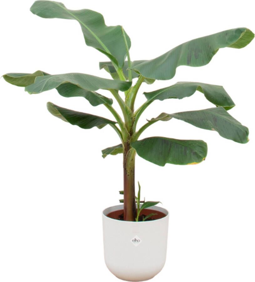 Green Bubble Bananenplant (Musa) inclusief elho Jazz round wit Ø23 120 cm