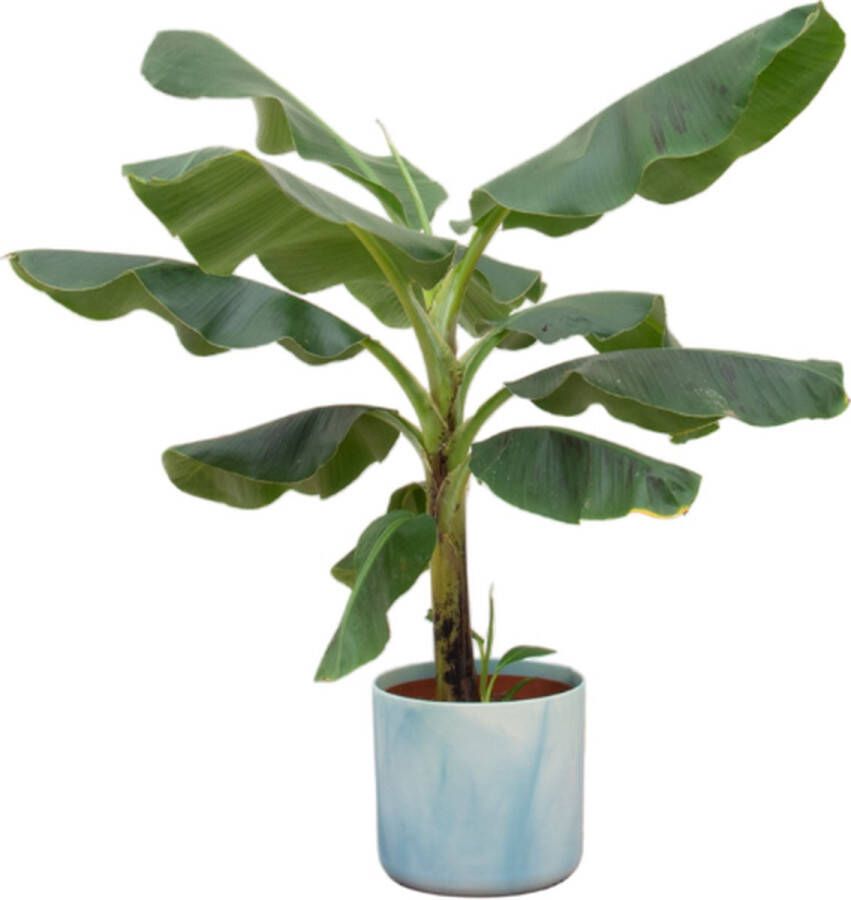 Green Bubble Bananenplant (Musa) inclusief elho Ocean Round Atlantisch blauw Ø22 100 cm