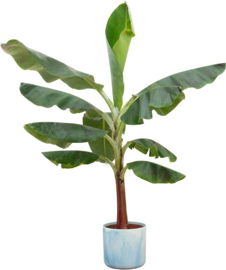 Green Bubble Bananenplant (Musa) inclusief elho Ocean Round Atlantisch blauw Ø22 120 cm