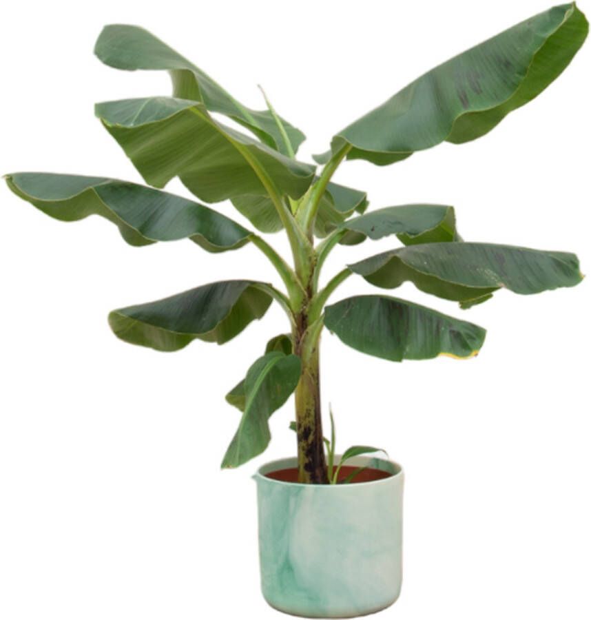 Green Bubble Bananenplant (Musa) inclusief Elho Ocean Round Pacifisch groen Ø22 100cm