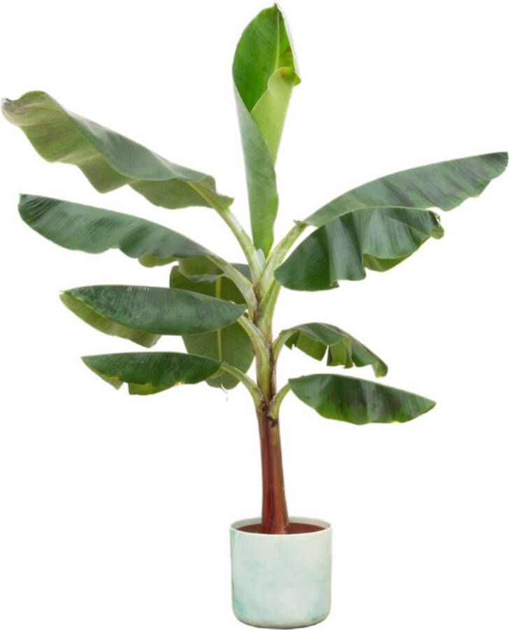Green Bubble Bananenplant (Musa) inclusief Elho Ocean Round Pacifisch groen Ø22 120cm