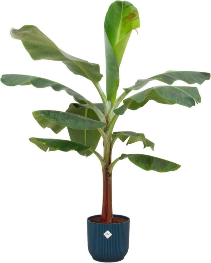 Green Bubble Bananenplant (Musa) inclusief elho Vibes Fold Round blauw Ø22 120 cm