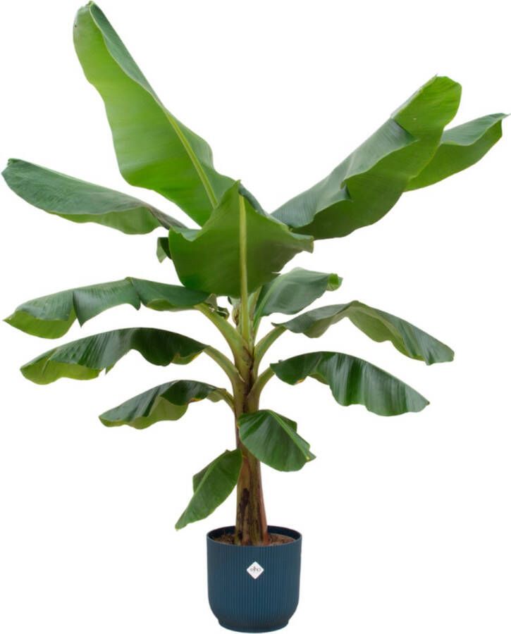 Green Bubble Bananenplant (Musa) inclusief elho Vibes Fold Round blauw Ø30 180 cm