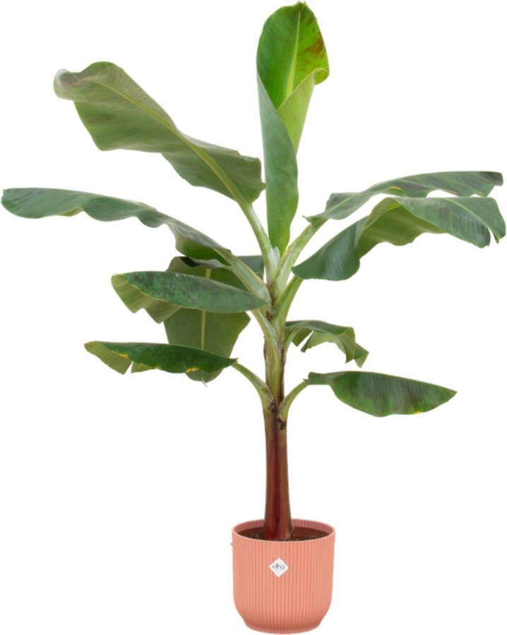 Green Bubble Bananenplant (Musa) inclusief elho Vibes Fold Round roze Ø22 120 cm