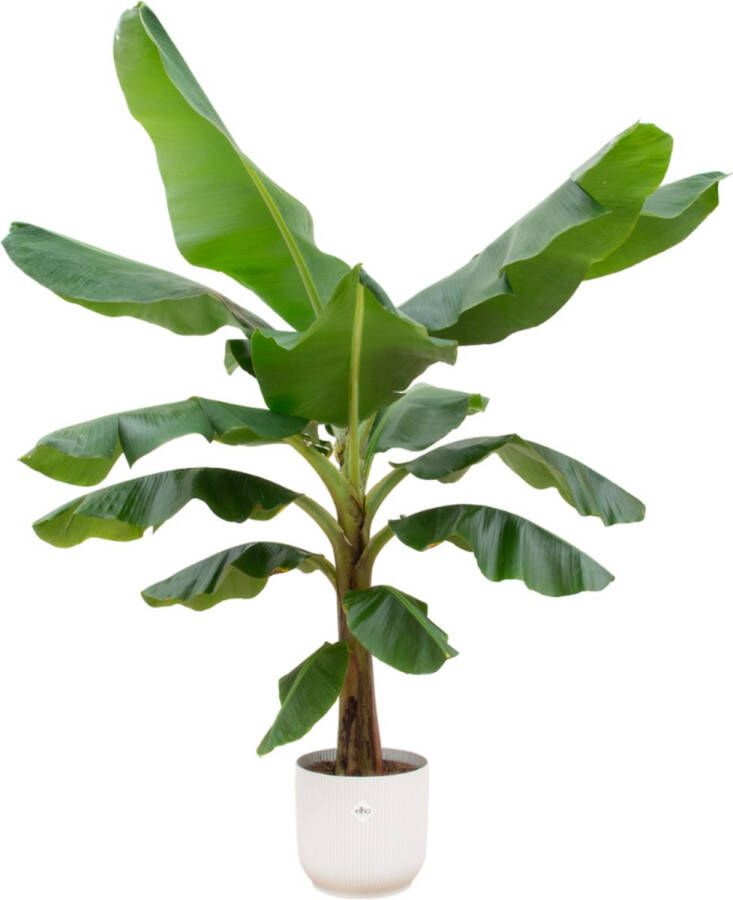 Green Bubble Bananenplant (Musa) inclusief elho Vibes Fold Round wit 180cm