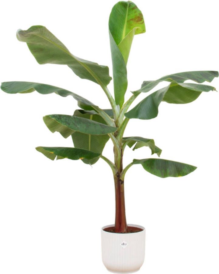 Green Bubble Bananenplant (Musa) inclusief elho Vibes Fold Round wit Ø22 120 cm