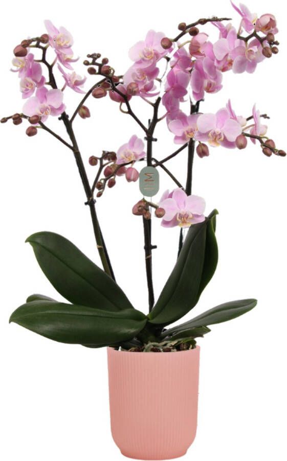 Green Bubble Beaucation orchidee (3 tak Phalaenopsis) inclusief elho Vibes Orchid roze Ø12 5 70 cm