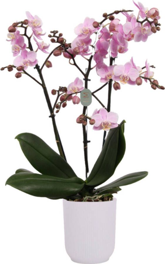 Green Bubble Beaucation orchidee (3 tak Phalaenopsis) inclusief elho Vibes Orchid transparant Ø12 5 70 cm