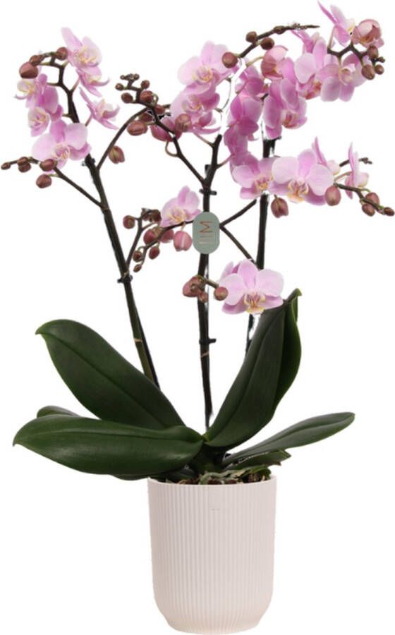 Green Bubble Beaucation orchidee (3 tak Phalaenopsis) inclusief elho Vibes Orchid wit Ø12 5 70 cm