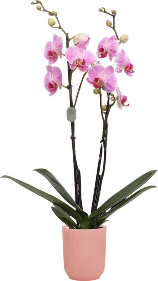 Green Bubble Cleveland orchidee (2 tak Phalaenopsis) inclusief elho Vibes Orchid roze Ø12 5 50 cm