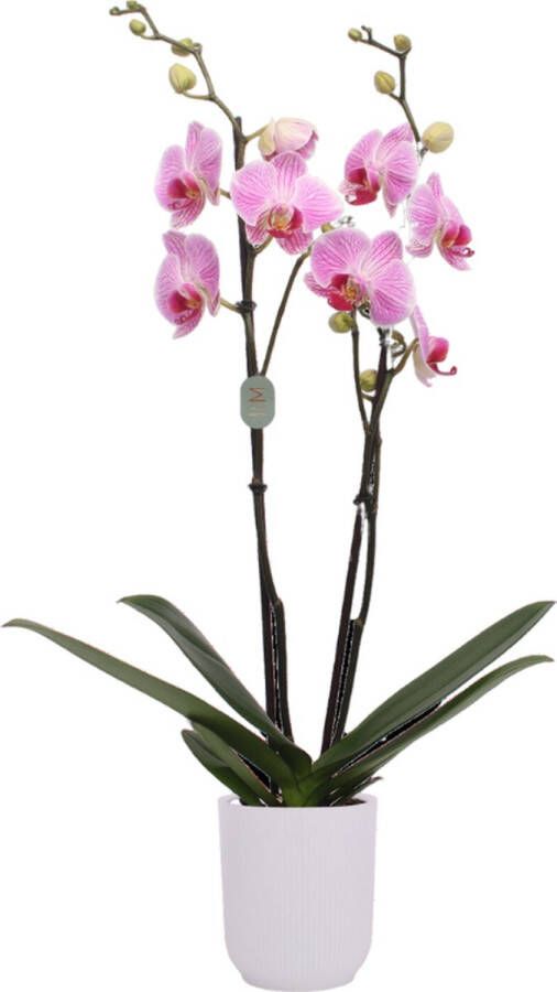 Green Bubble Cleveland orchidee (2 tak Phalaenopsis) inclusief elho Vibes Orchid transparant Ø12 5 50 cm