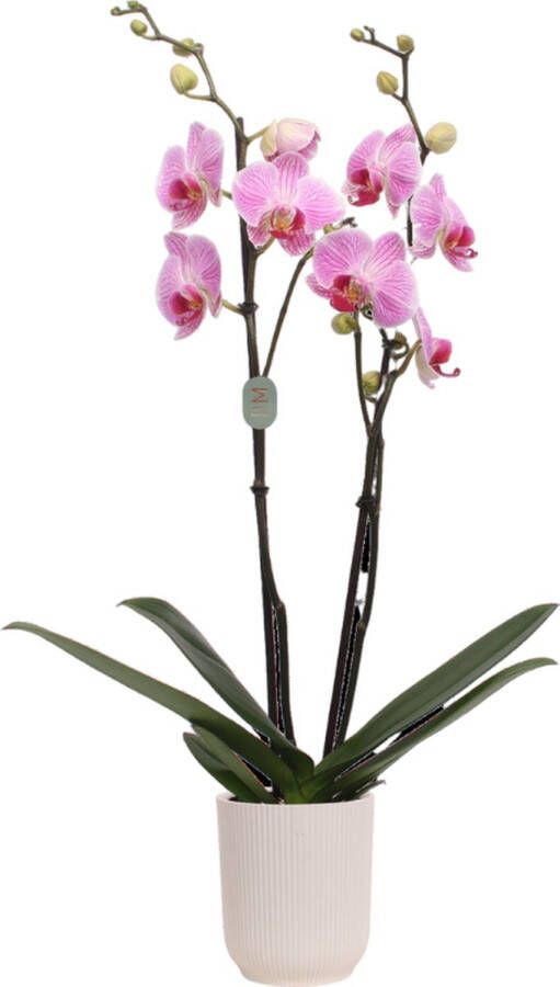 Green Bubble Cleveland orchidee (2 tak Phalaenopsis) inclusief elho Vibes Orchid wit Ø12 5 50 cm