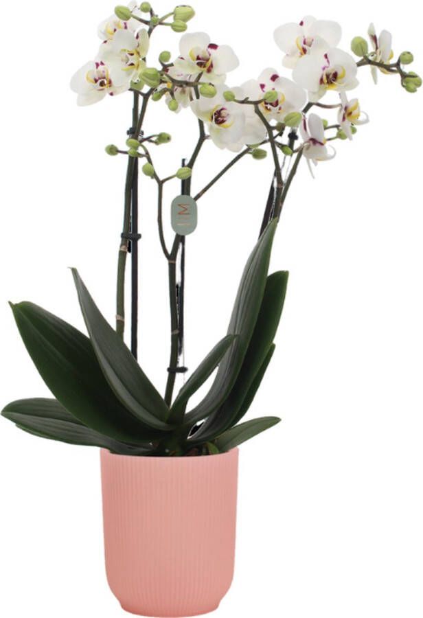 Green Bubble Coco4 orchidee (3 tak Phalaenopsis) inclusief elho Vibes Orchid roze Ø12 5 70 cm