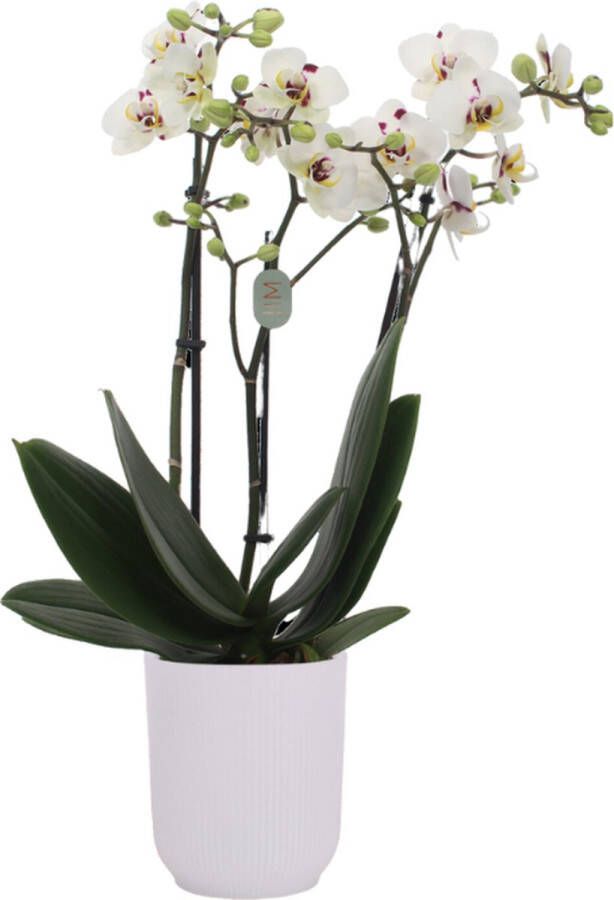Green Bubble Coco4 orchidee (3 tak Phalaenopsis) inclusief elho Vibes Orchid transparant Ø12 5 70 cm