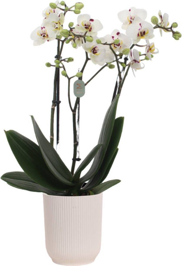 Green Bubble Coco4 orchidee (3 tak Phalaenopsis) inclusief elho Vibes Orchid wit Ø12 5 70 cm